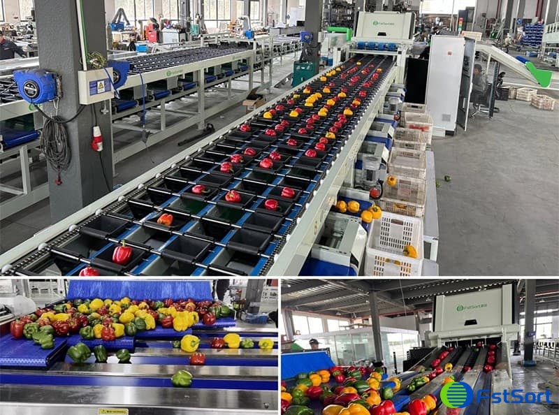images/1689837394959bell pepper optical sorter.jpg